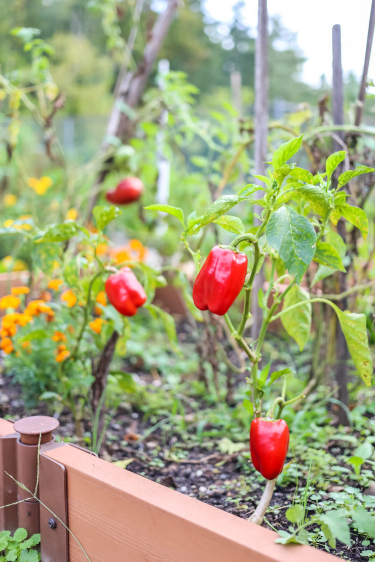 huerto-organico-en-otono-4