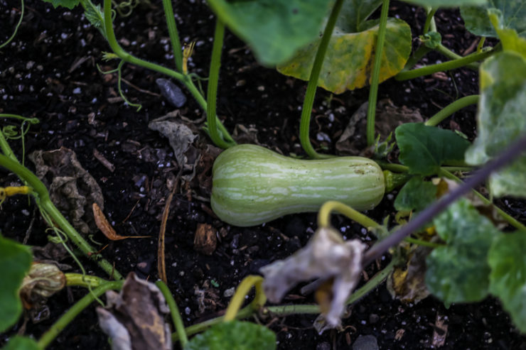 huerto-organico-en-otono-6